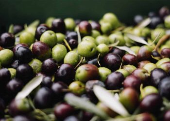 Spaanse olijven: ontdek de lekkerste soorten, smaken en verrassende recepten